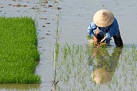 Vietnam experience : culture du riz